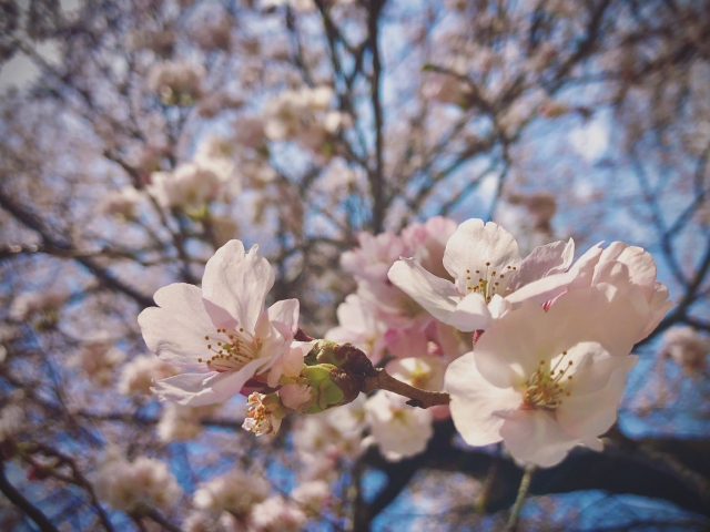 春の入園式を感じさせる桜